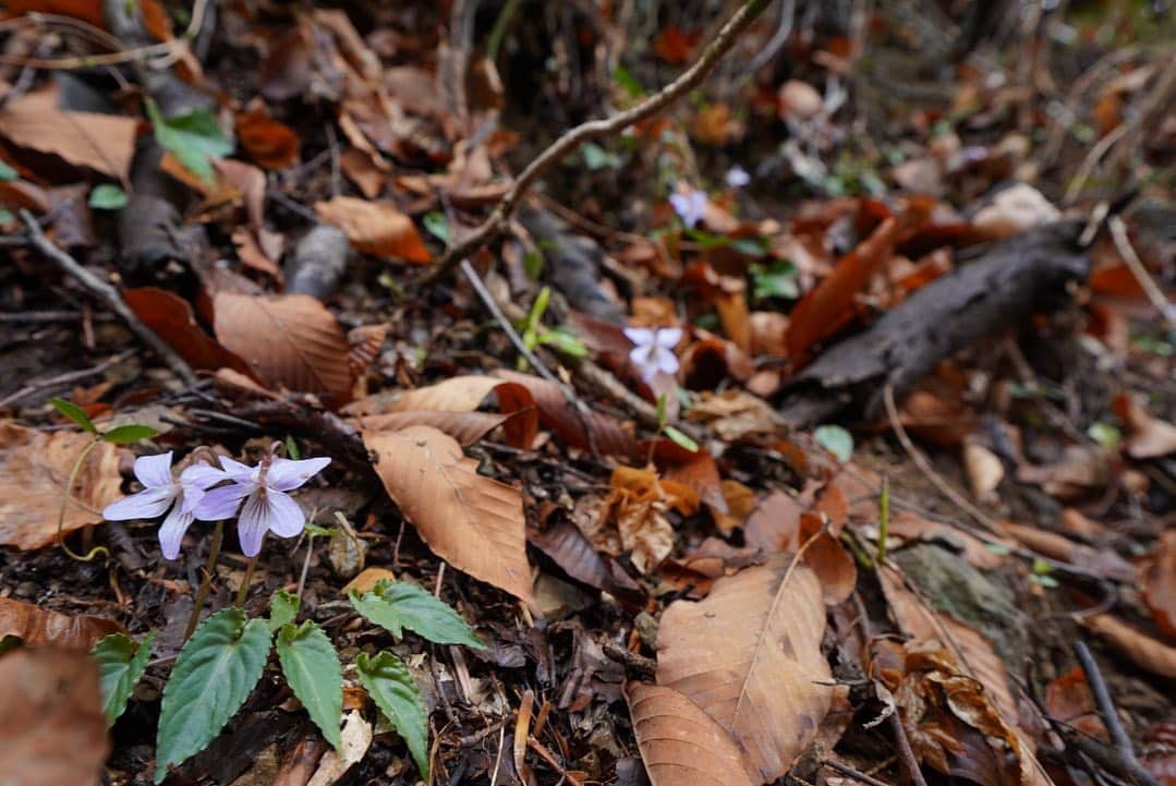 いぶくろ聖志さんのインスタグラム写真 - (いぶくろ聖志Instagram)「高尾山の小さな花。とか。  #camera #japan #α7iii」3月23日 16時46分 - b.smpl