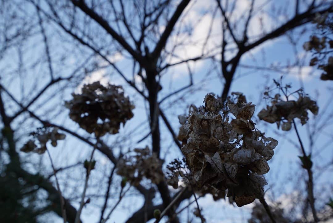いぶくろ聖志さんのインスタグラム写真 - (いぶくろ聖志Instagram)「高尾山の小さな花。とか。  #camera #japan #α7iii」3月23日 16時46分 - b.smpl