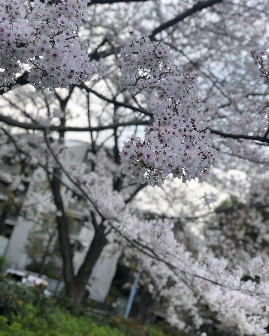 雅原慶のインスタグラム：「春よ、来い！ 桜をみて春を感じパシャリ。 ほんとの春、早く来て欲しい。 桜をみてワニくんを思い出しウルル。 100日目の謎、まだ解けず。 . #春よ来い #桜 #満開 #檜町公園 #春は必ず来る  #100日後に死ぬワニ #春に来たって感じ #ワニくん  #cherryblossom #sakura #spring #hinokichopark」