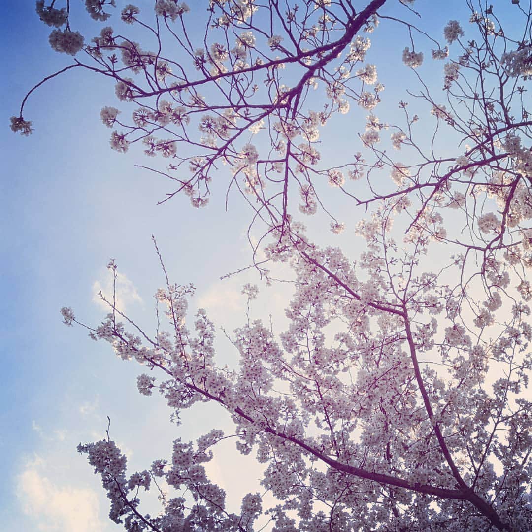 吉村美樹さんのインスタグラム写真 - (吉村美樹Instagram)「今年も力強く咲く桜にパワーをもらいました🌸ピンク可愛い🌸 #桜 #さくら #🌸 #お散歩 #染井吉野 #cherryblossom」3月23日 17時04分 - yoshimuramiki0911