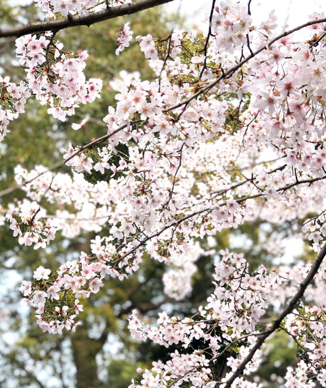 進藤やす子さんのインスタグラム写真 - (進藤やす子Instagram)「✳︎ 淡いピンクと落ち着いたグリーンの組み合わせって  #日本の伝統色 感あっていい。 . . #阿佐ヶ谷 #阿佐ヶ谷神明宮 #桜 #見頃」3月23日 17時10分 - yasukoshindo