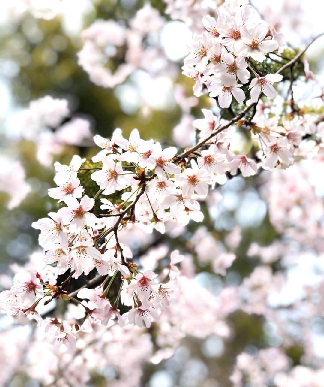 進藤やす子さんのインスタグラム写真 - (進藤やす子Instagram)「✳︎ 淡いピンクと落ち着いたグリーンの組み合わせって  #日本の伝統色 感あっていい。 . . #阿佐ヶ谷 #阿佐ヶ谷神明宮 #桜 #見頃」3月23日 17時10分 - yasukoshindo