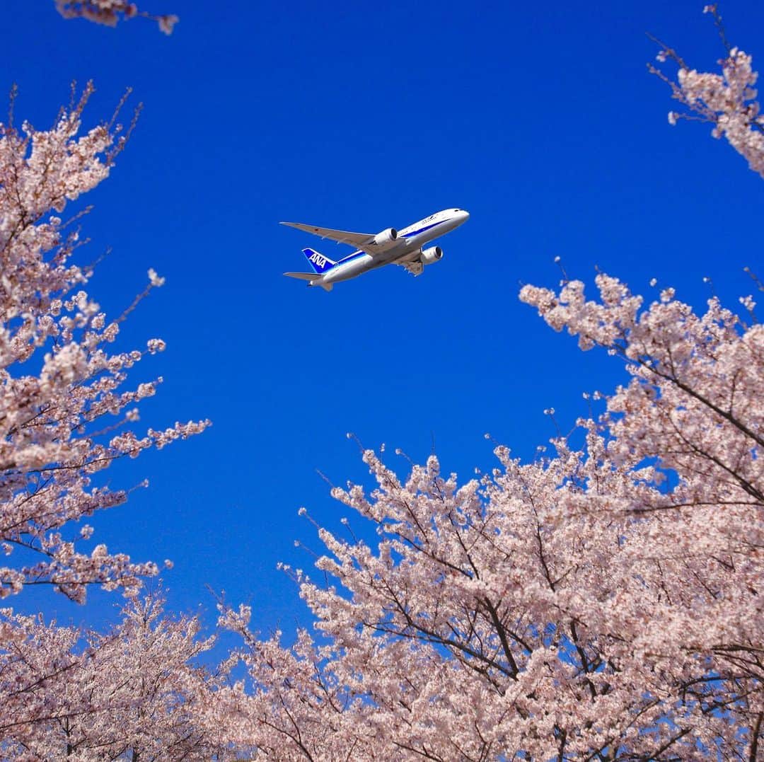 ANAのインスタグラム：「春の風を感じて🌸  #サクラサク #春の陽気 #桜 #桜前線 #春の香り #お花見 #卒業式 #入学式 #出会いと別れの季節 #新生活 #春休み #旅の計画 #旅行好きな人と繋がりたい #青空 #b787 #飛行機 #飛行機好きな人と繋がりたい #ソラマニ_ヒコーキ #cherryblossom #sakura #🌸 #spring #beautiful #japantrip #travel #bluesky #boeing #airplane #anaairplane #ana_jp  ANAの飛行機は「#ソラマニ_ヒコーキ 」をつけて投稿してね🍡インスタや各メディアでご紹介していきます✈️」
