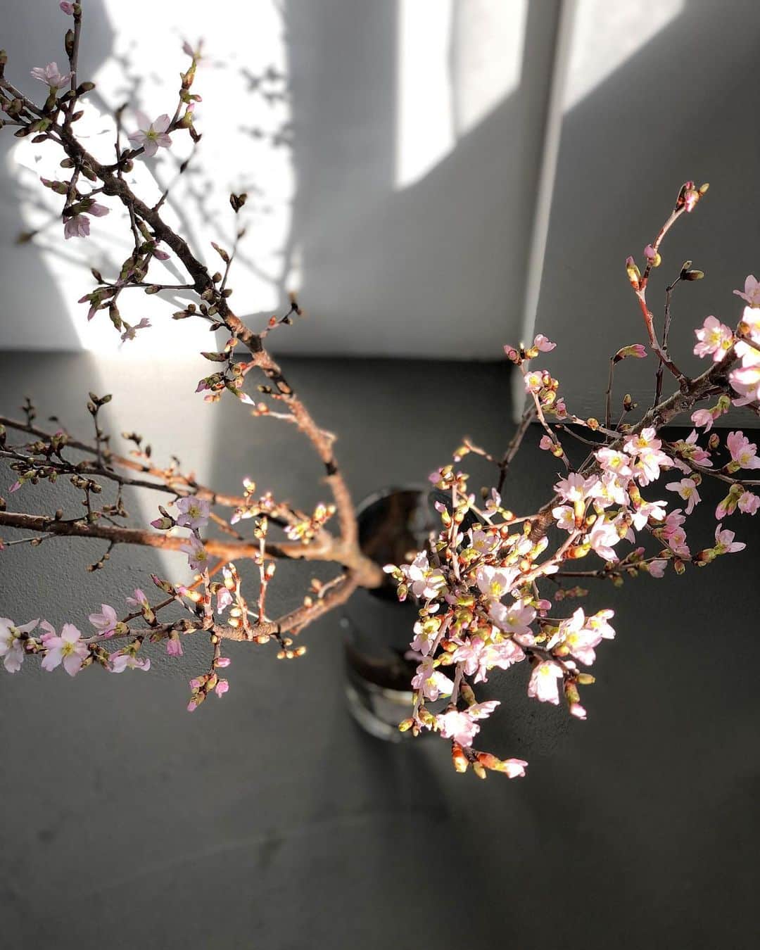 北岡りえさんのインスタグラム写真 - (北岡りえInstagram)「今年は店内でも春気分になりますようにと桜の枝をすこし🌸  まだ蕾やからこれから咲いていくのも 楽しみにしてお客様をむかえたいなと思います😌  #桜  #桜の枝」3月23日 17時17分 - rie_kitaoka