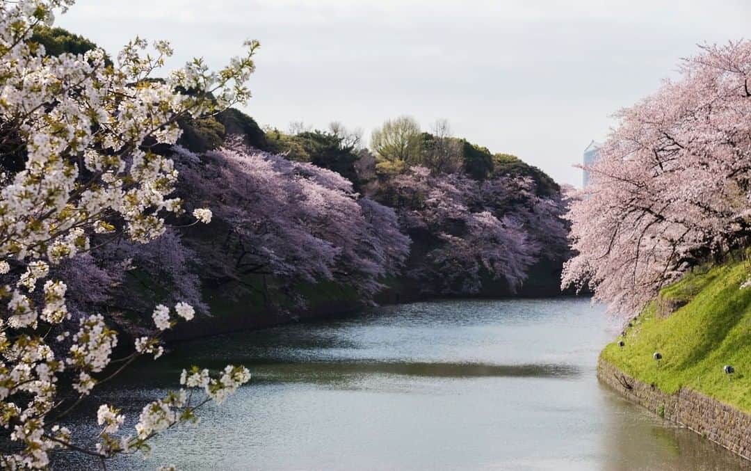 The Peninsula Tokyo/ザ・ペニンシュラ東京さんのインスタグラム写真 - (The Peninsula Tokyo/ザ・ペニンシュラ東京Instagram)「ついに東京の桜が満開になりましたね🌸今日は肌寒い一日でしたが、桜を見ながらのお散歩が楽しみな一週間になりそうですね♪  Just a stone's throw away from the hotel is Chidorigafuchi along Tokyo's Imperial Palace, a prime cherry blossom viewing destination which is reaching peak blossom period this week. Where is your favourite hanami spot in the city? 🌸⠀ ⠀ #ペニンシュラ東京 #ラグジュアリー #ホテル  #春 #桜 #tokyo #japan #japantravel #visittokyo #sakura #cherryblossom #spring #peninsulatokyolovessakura」3月23日 17時20分 - thepeninsulatokyo