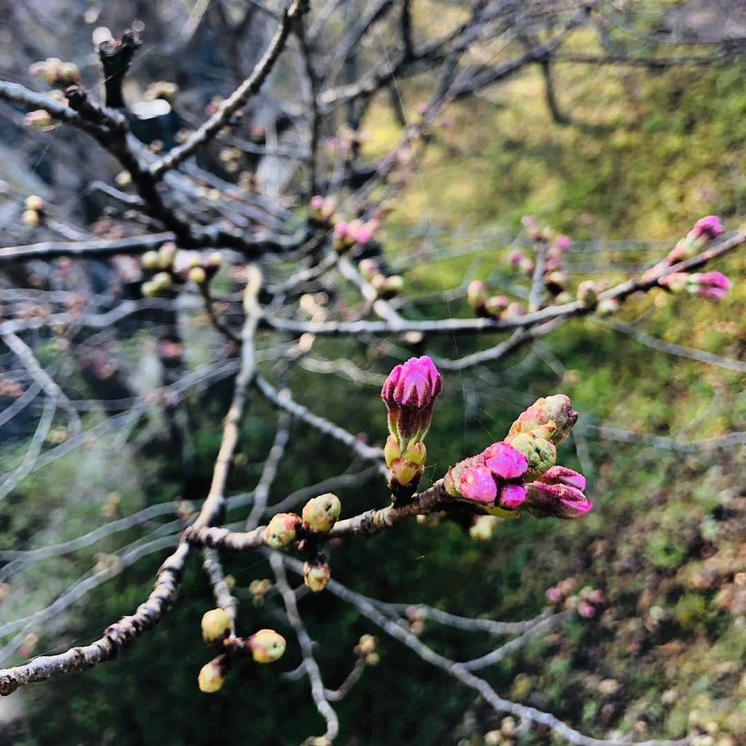 有福温泉 旅館ぬしやさんのインスタグラム写真 - (有福温泉 旅館ぬしやInstagram)「旅館ぬしやでございます。 ソメイヨシノの蕾が膨らみ始めました🌸開花間近です！ #ぬしや #有福温泉 #旅館ぬしや #ソメイヨシノ」3月23日 17時30分 - nushiya_arifukuonsen