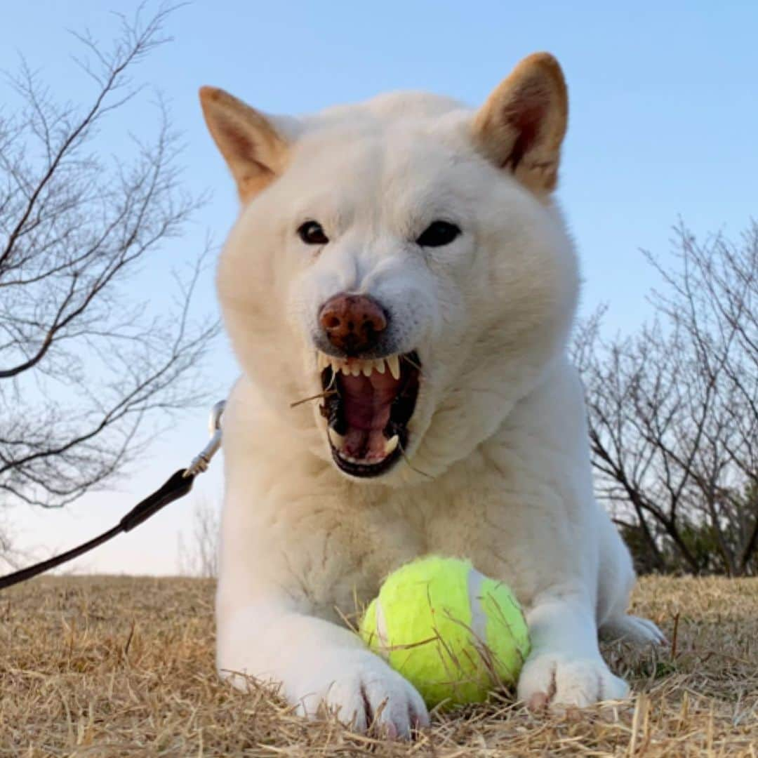 さなのインスタグラム：「みんなにーげーてー。  #23日はブサ顔の日  #オソロシア　#魔犬 #おまわりさんここです #さまざまな線　#さまざまな肉」