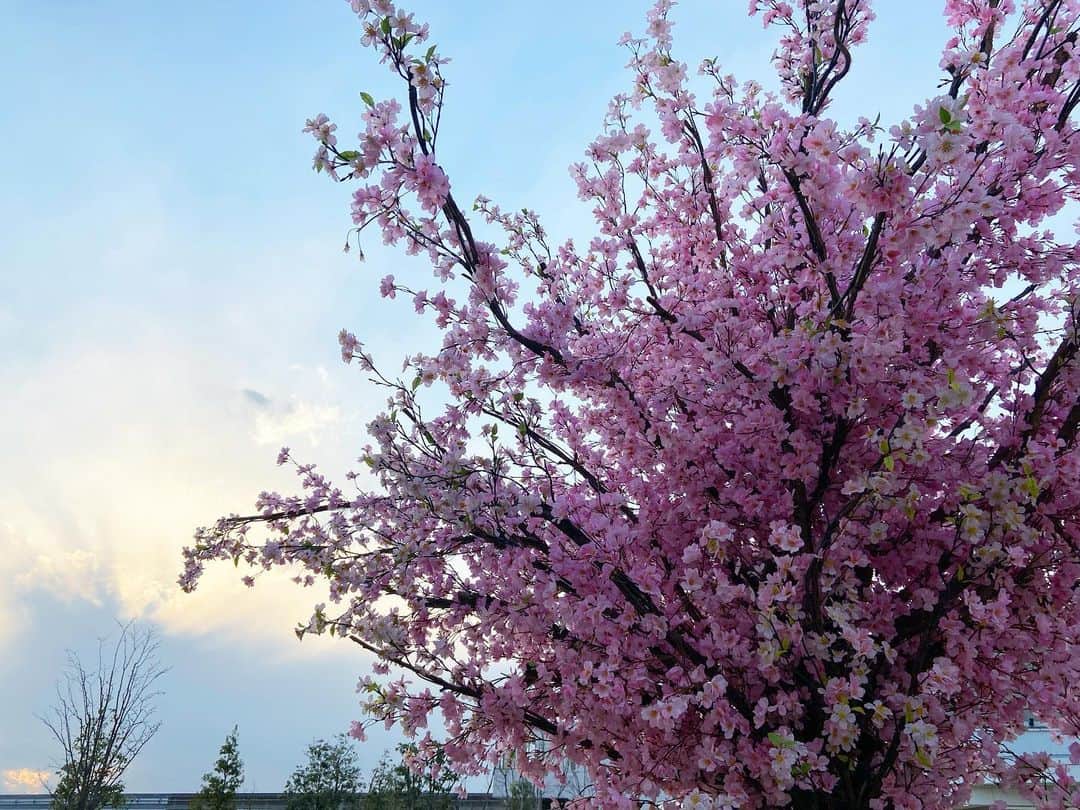 西山なずなのインスタグラム：「. 造花やけど綺麗やったけんパシャリ📸 お花見したいなあ🌸 ・ ・ #桜 #春 #造花 #お花見 #夕方 #夕暮れ　 #空 #春空 #cherryblossom #spring #bluesky #flower #view #photo #warm #nature #beautifuldays」