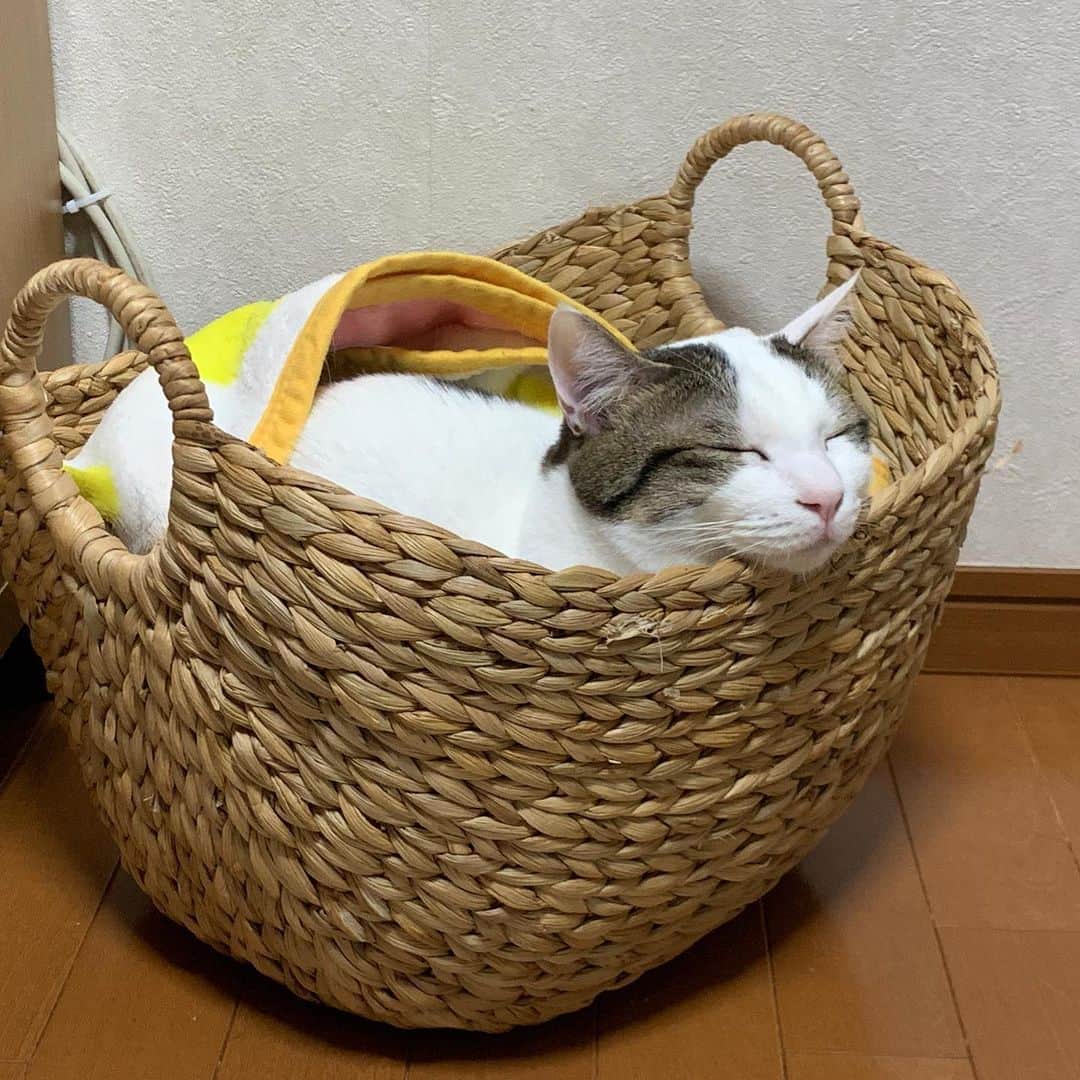 ひのき猫さんのインスタグラム写真 - (ひのき猫Instagram)「２日連続ここでお昼寝💤 気に入ったらしい(^^) #ひのき猫 #お昼寝 #cat」3月23日 17時55分 - hinoki.cute.kitten