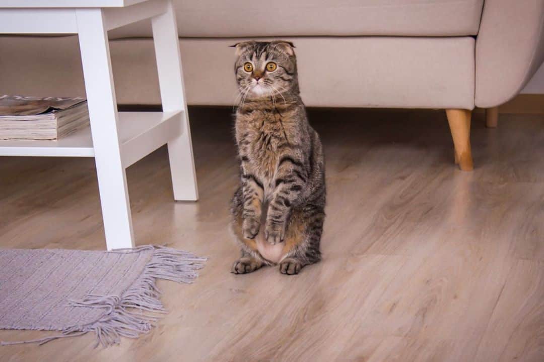 ALINA AKULAのインスタグラム：「Настроение: Мася. Кошачесть – это образ жизни. @masya.the_cat #neco #шпрот #scottishfold」