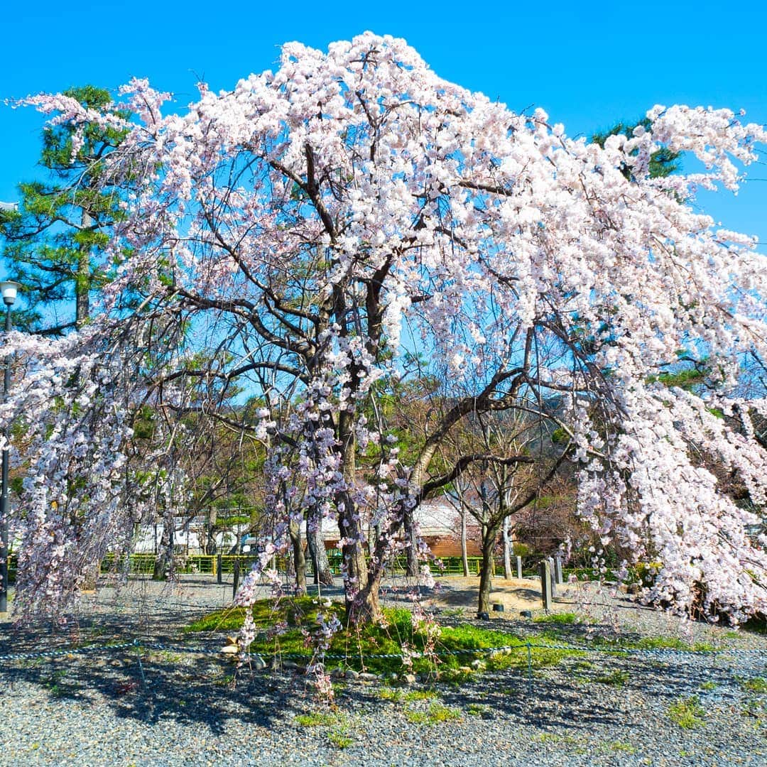City of Kyoto Official Accountのインスタグラム：「本日(3/23)の金戒光明寺さんの桜の様子です。 桜だよりを更新したので、ご参考ください！ 桜だより　https://ja.kyoto.travel/flower/sakura/  #京都 #金戒光明寺 #京都ジェニック  #未来に残したい京都  #京都好きな人と繋がりたい #とっておきの京都 #京都桜2020 #京都桜パトロール2020  オフィシャルサイト「京都観光NAVI」 http://ja.kyoto.travel  #visitkyoto #kyotogenic #kyototravel #art_of_japan #japan_of_insta #loves_united_kyoto #japantrip #kyototrip #ig_kyoto #kyoto_style #springinkyoto #cherryblossom #weepingcherry Kyoto Official Travel Guide http://kyoto.travel/en」