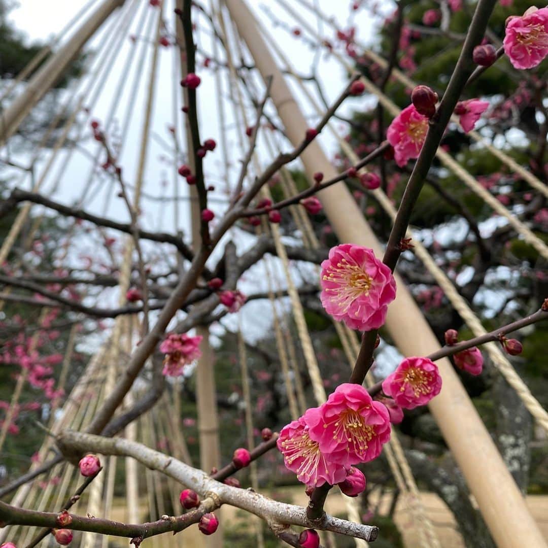 岩崎裕美さんのインスタグラム写真 - (岩崎裕美Instagram)「. 📍兼六園 / 金沢 . #日本三名園 の1つである #兼六園 へ初上陸。 . 2月だったし雪景色期待したら…⛄️❄️ . 雪、ゼロ。🤗 . 行った時はちょうど驚くほどの暖かさで。 ホテルの人も滅多にないです〜って言うぐらい。 過ごしやすかった。ラッキー。 .  何ならもう梅、咲き始めてたんだよね。 可愛い。 ＿＿＿＿＿＿＿＿＿＿＿＿＿＿＿＿＿＿＿＿＿＿＿＿＿ #金沢旅行 #石川県 #金沢 #金沢観光 #快晴 #旅行 #旅 #梅 #日本庭園 #雪吊り #trip #travel #travelgram #kanazawa #ishikawa #japan #kenrokuen #japanesegarden #garden #plumblossom」3月23日 18時16分 - hiromi_iwasaki