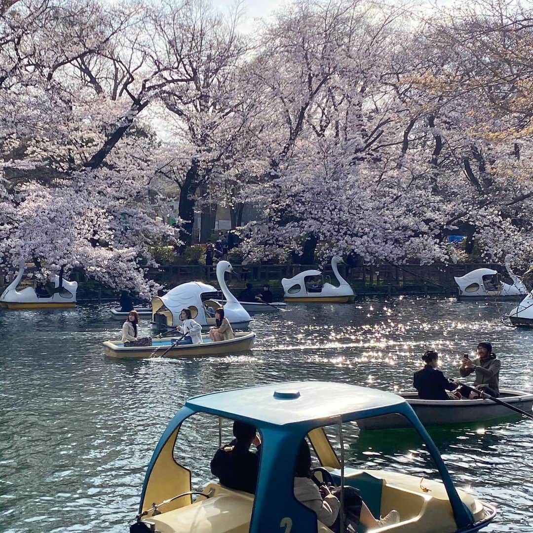山田稔明さんのインスタグラム写真 - (山田稔明Instagram)「それでも桜は咲く #桜2020」3月23日 18時11分 - toshiakiyamada
