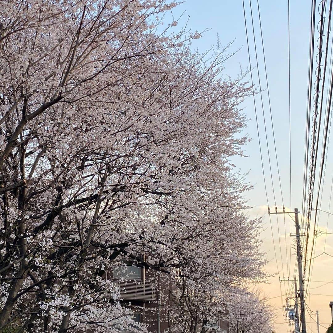 山田稔明さんのインスタグラム写真 - (山田稔明Instagram)「それでも桜は咲く #桜2020」3月23日 18時11分 - toshiakiyamada