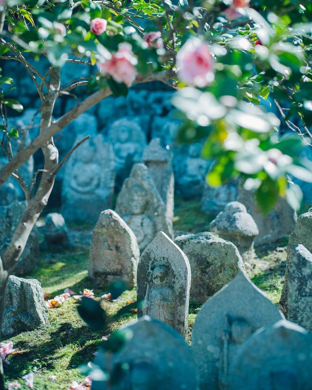 清水寺さんのインスタグラム写真 - (清水寺Instagram)「2020.3.23」3月23日 18時25分 - feel_kiyomizudera