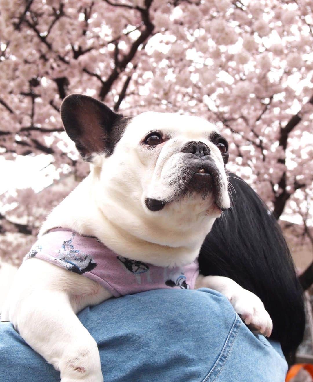 進藤やす子さんのインスタグラム写真 - (進藤やす子Instagram)「✳︎ 今日はなっちゃん🐼🌈の月命日。 . この写真は2017年4月9日に撮ったもの。 なっちゃん🐼🌈は2016年の4月29日にうちの子になったから初めての🌸の写真だったの。 可愛いなぁ。 . . #棗日記 #なっちゃん🐼 #思い出なっちゃん🐼 #保護犬カフェ卒業生 #保護犬出身 #フレンチブルドッグ #フレンチブルドッグパイド」3月23日 18時30分 - yasukoshindo
