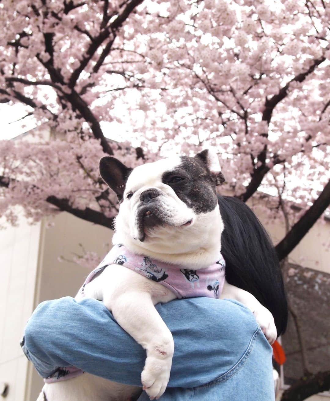 進藤やす子さんのインスタグラム写真 - (進藤やす子Instagram)「✳︎ 今日はなっちゃん🐼🌈の月命日。 . この写真は2017年4月9日に撮ったもの。 なっちゃん🐼🌈は2016年の4月29日にうちの子になったから初めての🌸の写真だったの。 可愛いなぁ。 . . #棗日記 #なっちゃん🐼 #思い出なっちゃん🐼 #保護犬カフェ卒業生 #保護犬出身 #フレンチブルドッグ #フレンチブルドッグパイド」3月23日 18時30分 - yasukoshindo