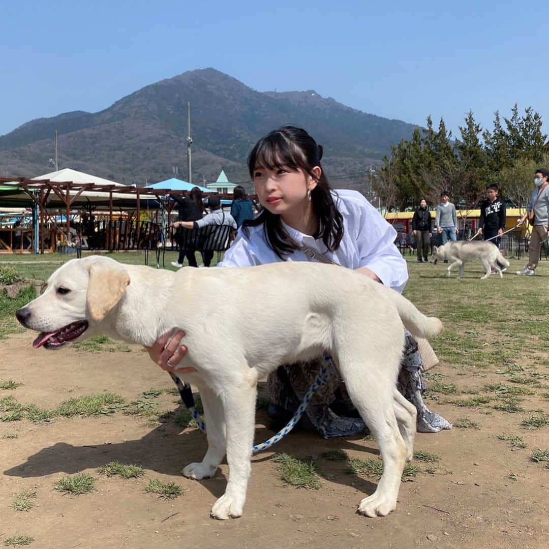 夏木紫帆のインスタグラム：「つくばワンワンランドに行ってきました！ 犬さんみんな可愛かったし、 大型犬飼いたいな〜ってなりました！ でも、10年以上も生きる子たちの命、そんな簡単に決められないし責任持って暮らせる人になれたら飼おうと決めた🦋 ラブラドールレトリーバーのつむつむちゃん！ わんぱくで甘噛みとまらないやんちゃな女の子🐶 可愛かったあ〜🌼❤︎ #いぬのいる暮らし #犬のいる暮らし #ラブラドールレトリバー」