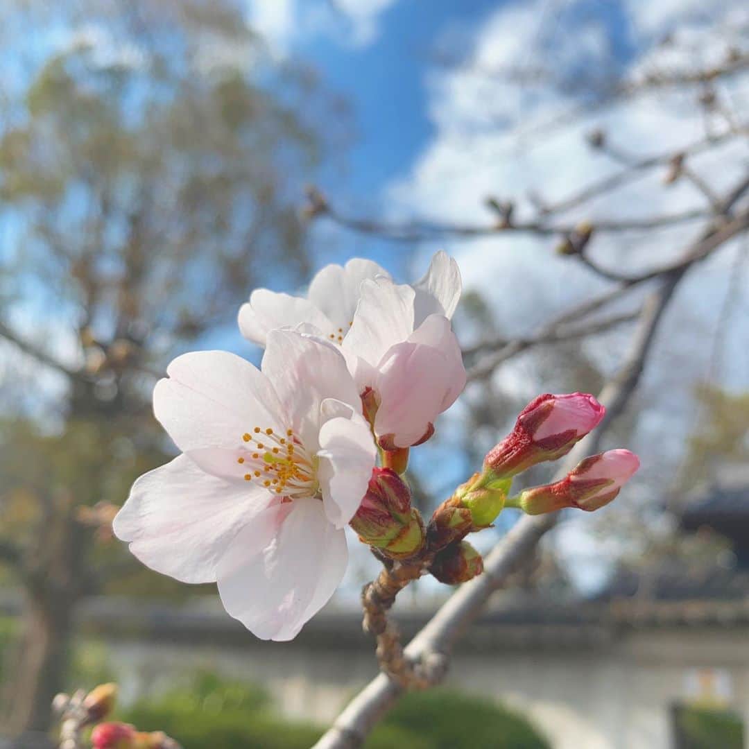 佐藤佳奈さんのインスタグラム写真 - (佐藤佳奈Instagram)「京都、和歌山に続き大阪でも今日桜の開花が発表されましたね🌸  大阪城公園でも桜が咲いていました。 今年はお花見は出来ないけど、来年はお弁当作ってお花見できるといいなぁ  #大阪城公園 #桜  #社会人生活もうすぐ2年目 #部屋の掃除が出来るようになるまで1年近くかかりました #今はお風呂も3日に一度は掃除しています #No more 風呂ピンク」3月23日 18時34分 - kana_sato_sakana