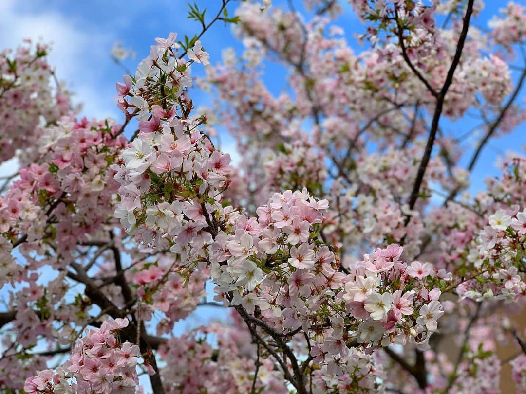 島田彩のインスタグラム：「🌸 春なんだなぁ。」