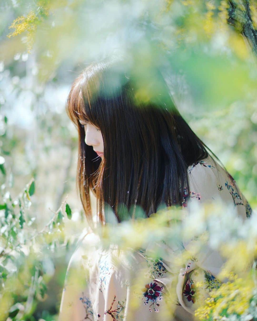 sorayuchiのインスタグラム：「・ 今年はミモザが撮れなかった📷😭 関西の桜は来週末が見頃のようですが雨予報☔️晴れますように👏🏻✨」