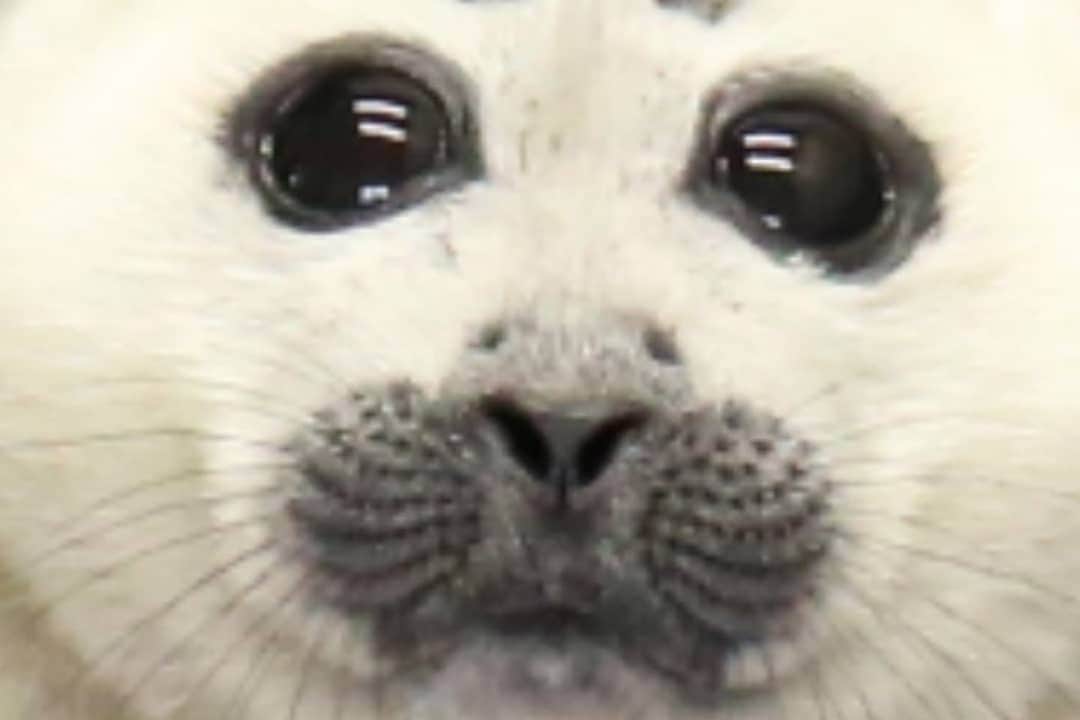 9GAGさんのインスタグラム写真 - (9GAGInstagram)「👁️👁️ 📷 @toba_aquarium.official - #babyseal #9gag」3月23日 18時36分 - 9gag