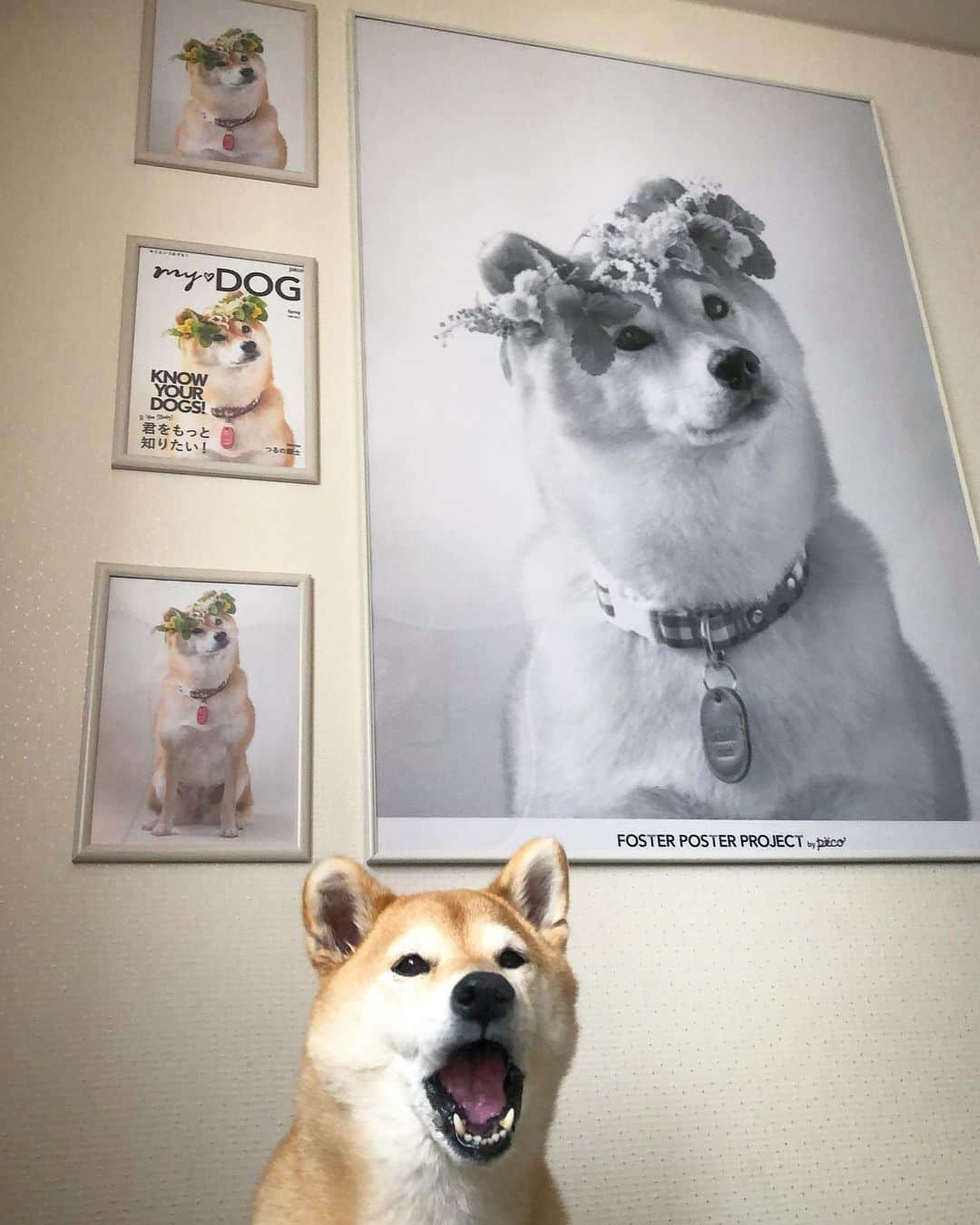 マロたんのインスタグラム：「わー！同じ犬とは思えない！ カメラマンさんしゅごい…😮この写真が好き過ぎて特大ポスター作っていただきました😍 #pecoポスター #fosterposterproject  @pecoposter_official 「うちのコ可愛い！」って気持ちが、保護犬保護猫支援に繋がるって素敵 @pecomydog_official  可愛く撮っていただき、ありがとうございました🤩」