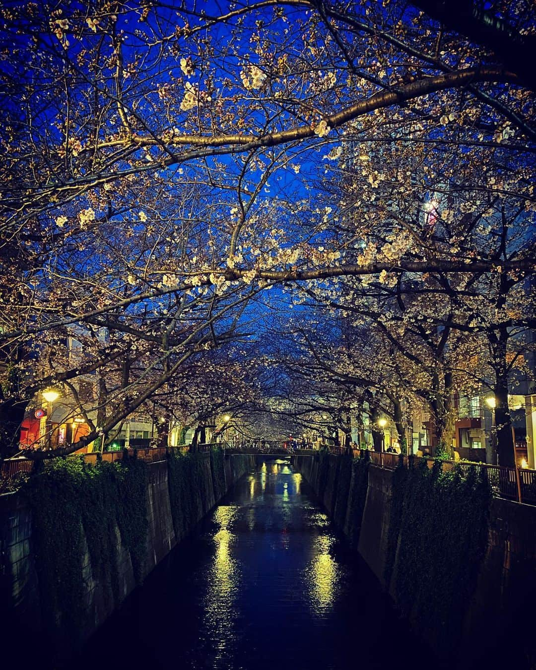 谷川じゅんじさんのインスタグラム写真 - (谷川じゅんじInstagram)「Cherry Blossoms 2020.  ライトアップなし提灯なし風情有り。 この景色、いちばんいい。 #二分咲き #桜 #目黒川  #sakura #nakameguro #nakamestyle #tokyolife #goodvibesonly #goodneighbors #thisisjapan」3月23日 18時44分 - junjitanigawa