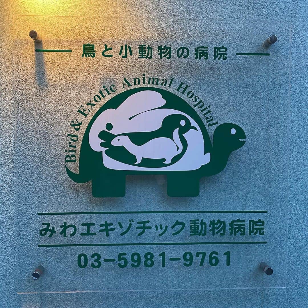 里美ゆりあのインスタグラム：「うさぎさんでよくある不正咬合から膿瘍で手術や抗生剤で毎日治療しても膿が全て取りきれないので骨が溶けていって腎不全にもなってて食欲もなくいつ亡くなるかも分からない状態。  りんは3歳。うさぎの寿命は5年から8年と言われていて最近では8年から10年とも言われていますが、不正咬合の原因は何とは言い難いみたい。 うさぎさんには珍しくない病気。 近所の動物病院には30回以上は通ったかな。うさぎ専門の病院にも2つ行ってみたり。 今は駒込の病院に 1日に2度、朝と晩、病院に通ってて ここは小動物専門病院で血液の検査結果も当日に分かる。 今はりんの介護と通院で出来るだけ一緒にいてあげたい。 りんが1番小さな身体で頑張ってくれてるから私も頑張らなくちゃ( ु ›ω‹ ) ु♡ #駒込 #みわエキゾチック動物病院  #エキゾチック #小動物 #動物病院 #うさぎ #rabbit #ウサギ #ミニレッキス #minirex #愛するどうぶつたちにできること」