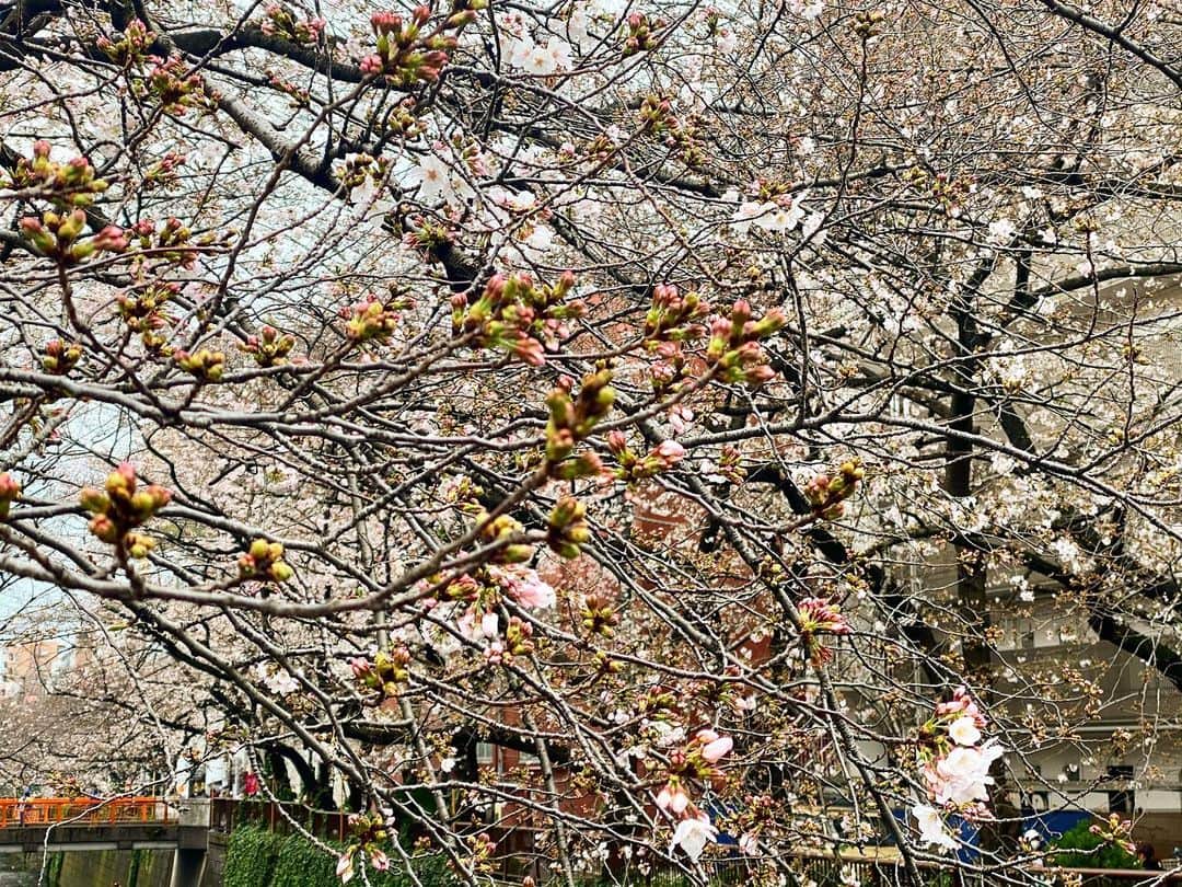 大友陽平さんのインスタグラム写真 - (大友陽平Instagram)「SAKURA2020 🌸 #桜 #SAKURA #春は必ず来る #SPRING #蕾にピントを合わせたかった…😅」3月23日 19時27分 - nikkan_ohtomo
