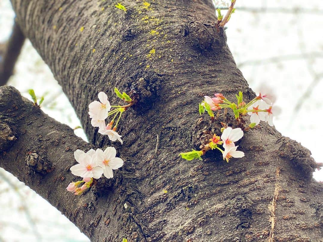 大友陽平さんのインスタグラム写真 - (大友陽平Instagram)「SAKURA2020 🌸 #桜 #SAKURA #春は必ず来る #SPRING #蕾にピントを合わせたかった…😅」3月23日 19時27分 - nikkan_ohtomo