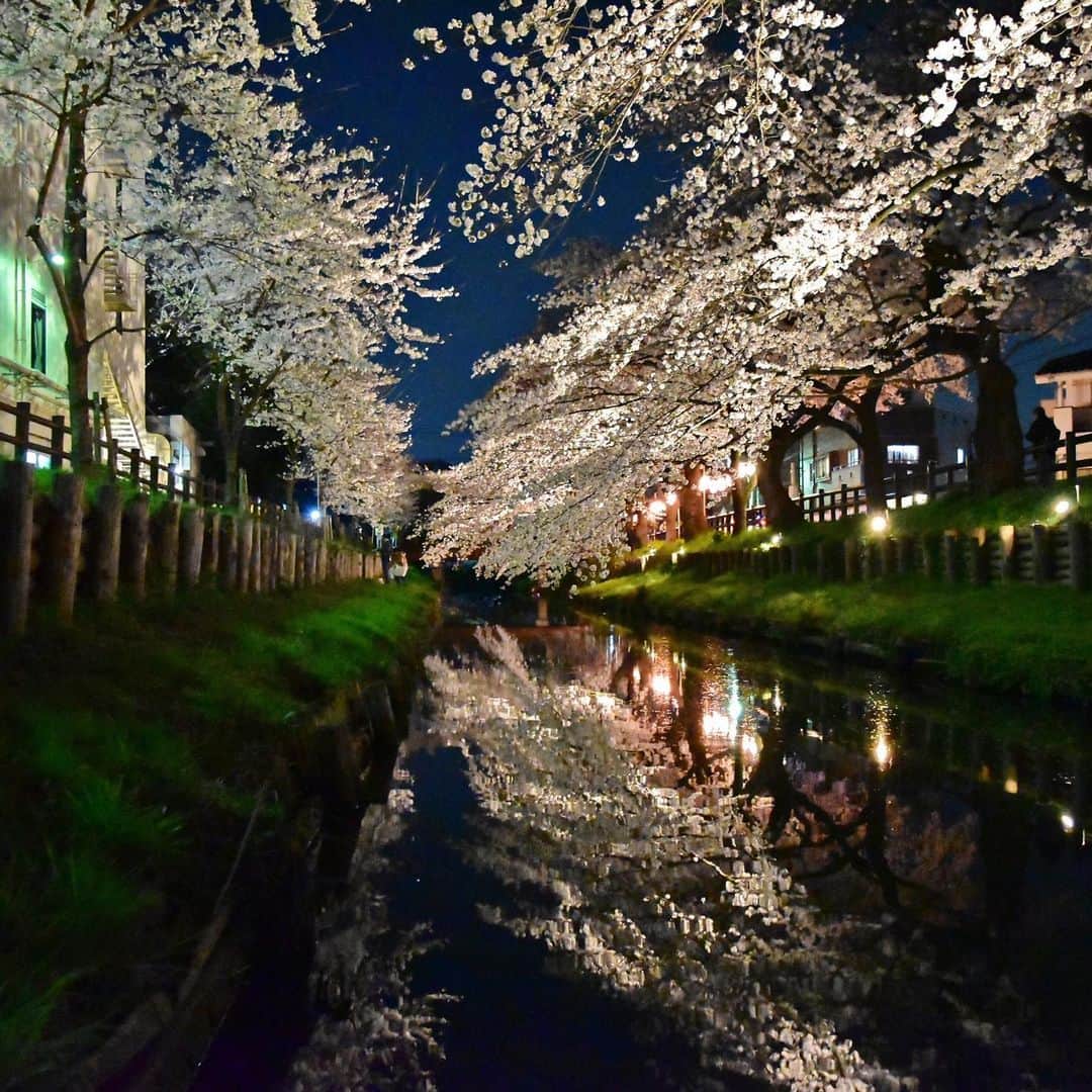 川越氷川神社さんのインスタグラム写真 - (川越氷川神社Instagram)「#川越氷川神社﻿ ﻿ 今年は春まつりの中止にともない、提灯や照明の数が減っていますが、氷川会館の裏は例年どおりライトアップを行なっています。﻿ ﻿  #新河岸川﻿ #誉桜﻿ #春﻿ #桜﻿ #川越﻿ #kawagoe﻿ #saitama﻿ #sakura﻿ #神社  #nightphotography  #japan_night_view」3月23日 19時28分 - kawagoe_hikawa