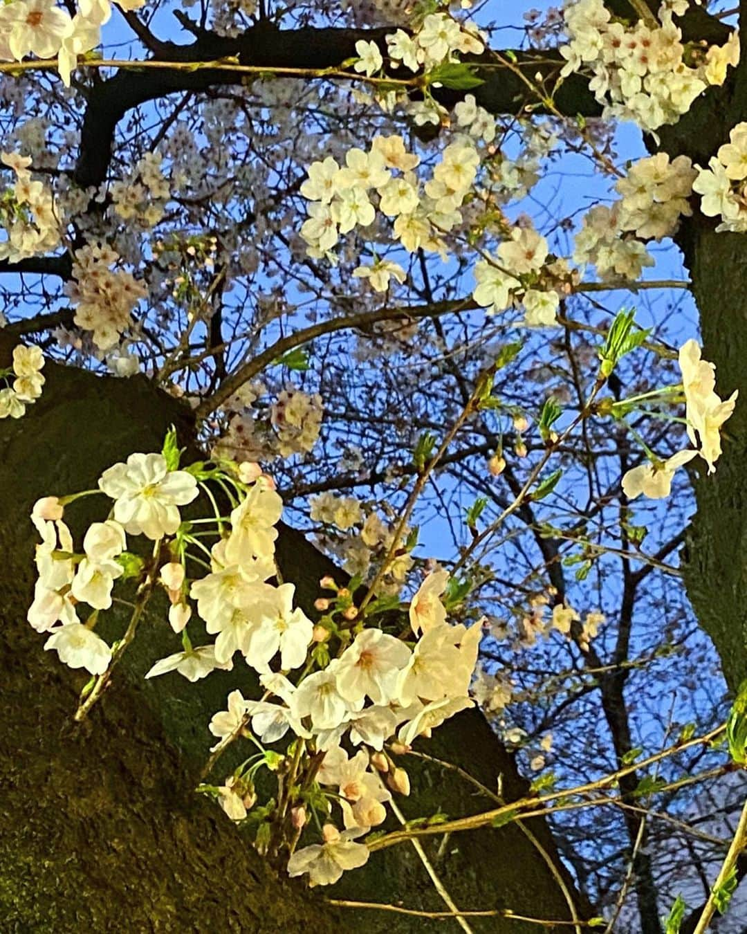 生田千秋さんのインスタグラム写真 - (生田千秋Instagram)「通りがかった目黒川🌸﻿ トップスはMURUAさんの﻿ バックリボンタイトニット🖤﻿ ﻿ #まえちー #桜 #ファッション #コーデ #タイトニット #murua」3月23日 19時29分 - maechi_0815