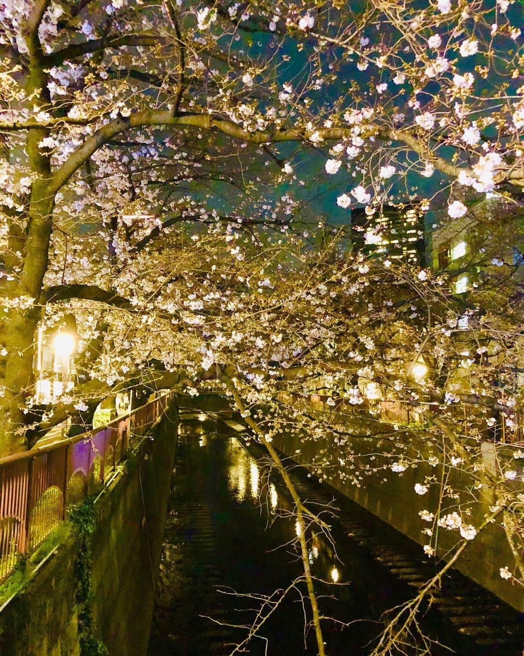 マイケル富岡のインスタグラム：「美しくそして静かな 夜桜♡ こんなにも静かな目黒川の夜桜…はじめてです  #cherryblossom #マイケル富岡 #タレント #俳優 #shooting #actor #actorslife #桜 #夜桜 #撮影 #staysafe #praying #love #目黒川」
