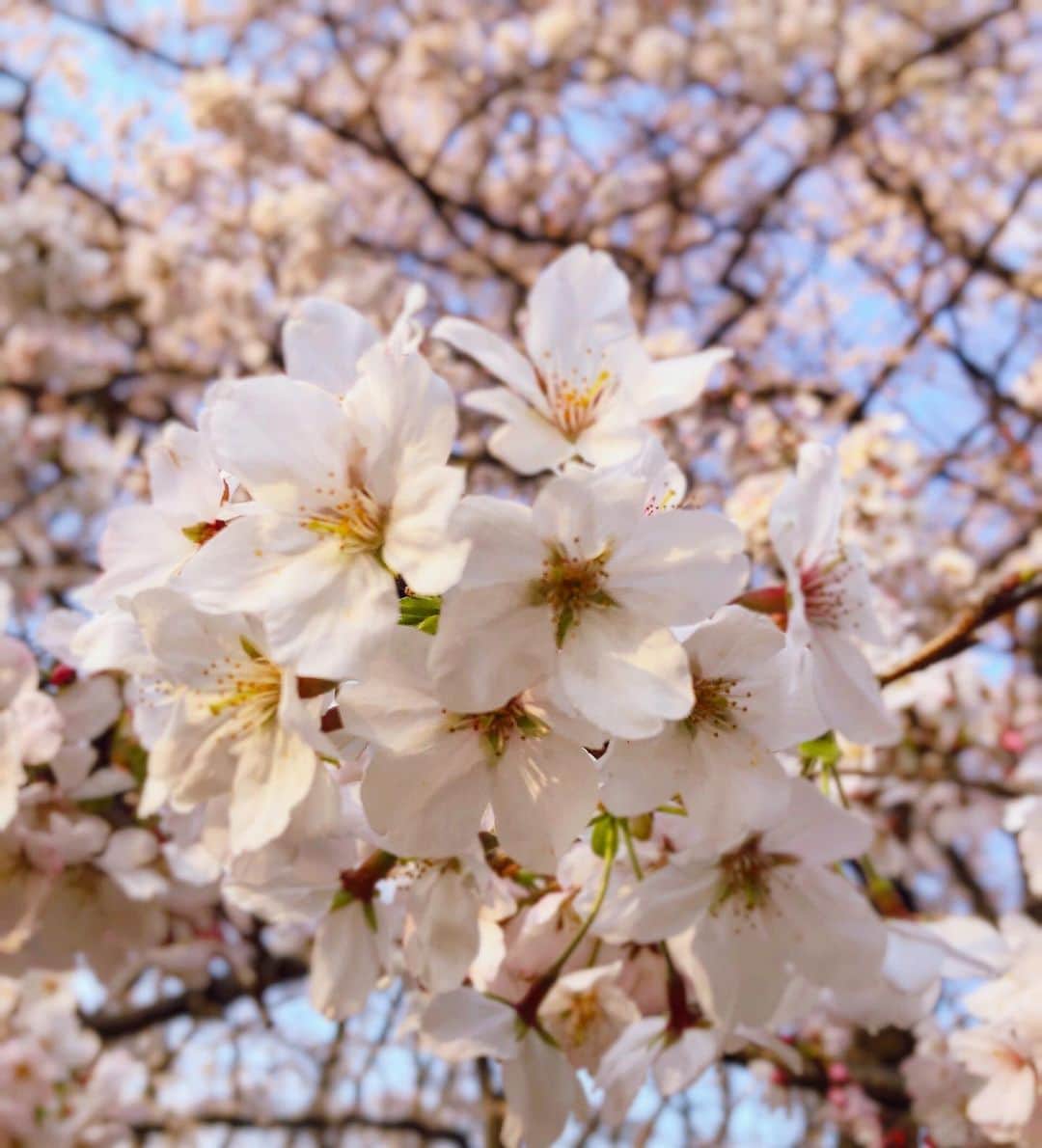 千秋さんのインスタグラム写真 - (千秋Instagram)「昔から好感度が決して高い訳じゃないわたしのことを好きでいてくれる皆さんは心の広い方。（それかちょっと変わってるのかしら） いつも本当にありがとう。 そんなみんなにいいことがありますように。 春が来たから、魔法をかけるね。 トゥルルルルルル〜💫 #桜 #お花見 #cherryblossom #🌸」3月23日 19時38分 - chiaki77777