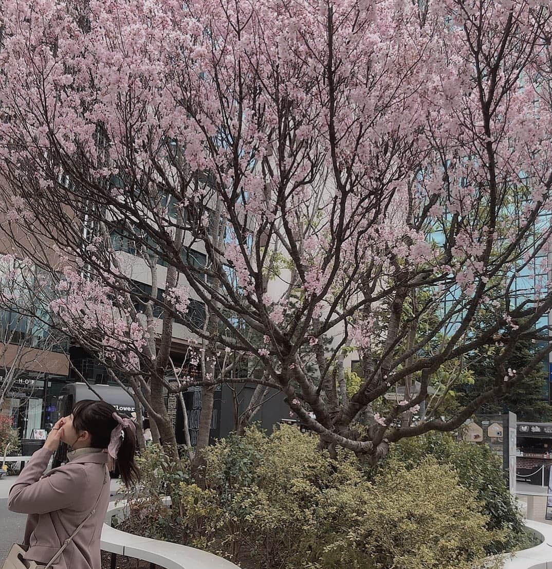 大和田南那さんのインスタグラム写真 - (大和田南那Instagram)「鳩が飛んでいってるの見てる🕊🌸」3月23日 19時38分 - nanaowada_official