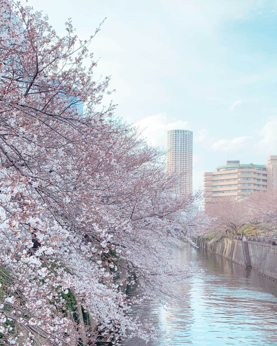 くろさんのインスタグラム写真 - (くろInstagram)「🌸 今日は寒々でしたが、昨日はお花見日和でした🌸 でも、目黒川沿いの満開は、もうちょい先かなぁ🌸 #目黒川の桜 #目黒川沿い桜並木 #目黒川🌸  #目黒川桜 #目黒川散歩 #目黒川花見 #目黒川の桜🌸 #目黒川 #目黒川沿い #目黒川沿いの桜 #目黒川お花見 #目黒川のさくら #目黒川桜並木 #中目黒の桜 #中目黒桜 #中目黒散歩 #中目黒さんぽ #中目黒 #🌸#🌸🌸#🌸🌸🌸#🌸🌸🌸🌸#🌸🌸🌸🌸🌸」3月23日 19時48分 - m6bmw