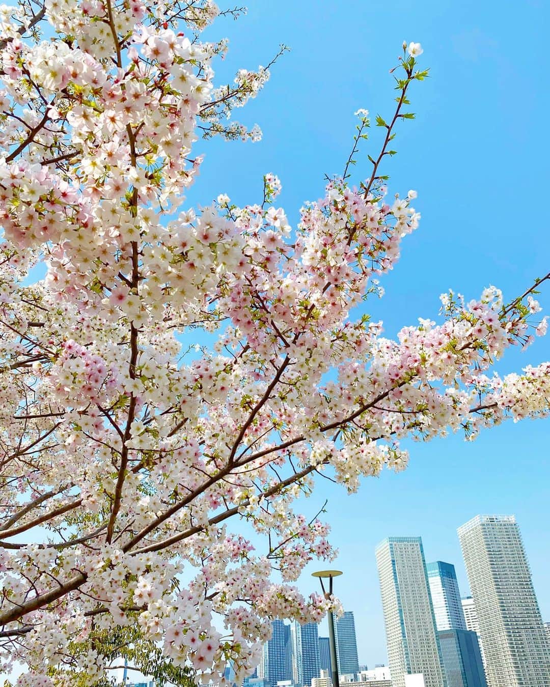 菜々香のインスタグラム：「今日も一日お疲れ様 色々な事が重なってしまうと 下を向いてその時はそこしか見えなくなってしまうかもしれないね だけど後で 物は考えようだったわねって 思えたら最高だと思うわよ🥰  #桜#cherryblossom#love#nanaka#菜々香#instananaka」