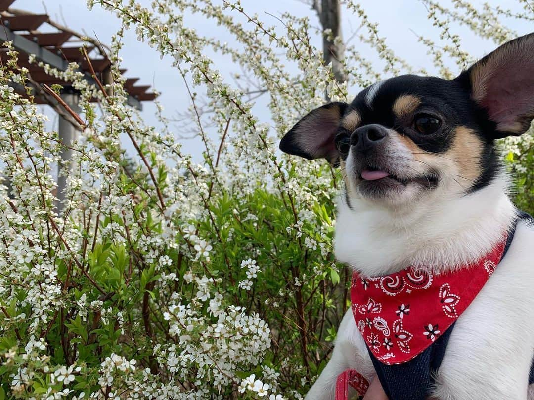 松井まりのインスタグラム：「春が来たね🐶🙌🏻🍃」