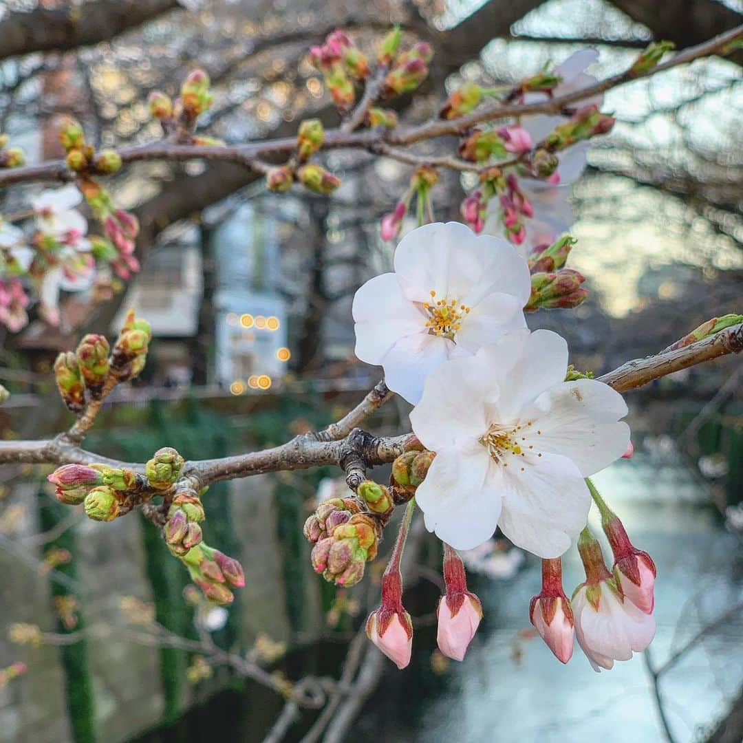 百瀬俊介のインスタグラム：「桜の季節到来🌸 Llego primavera señores 🇯🇵 #桜 #目黒川の桜 #中目黒 #sakura #🌸 #primavera #nakameguro #tokyotrip」