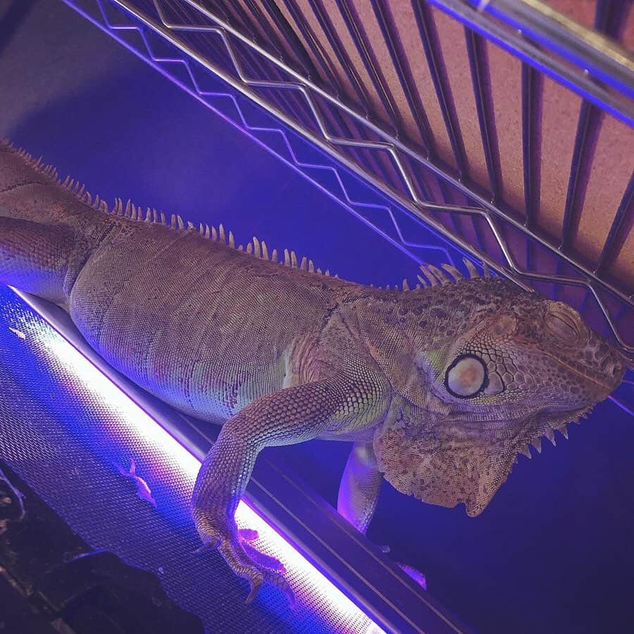 いーちゃんさんのインスタグラム写真 - (いーちゃんInstagram)「. 爬虫類カフェ🦎♥ 動物好きだから犬もお家で 飼ってるんだけど爬虫類も めっちゃ可愛かった〜👼💕 フトアゴヒゲトカゲとイグアナ🦎 . #爬虫類 #reptiles #フトアゴヒゲトカゲ #イグアナ #爬虫類カフェ #サロンモデル #salonmodel #サロンモデル名古屋 #名古屋サロンモデル #ポートレート #撮影 #撮影モデル #愛知 #awesome #kawaii #japanesegirl #instagood  #picoftheday #l4l #いいね返し #cute #portrait  #instalike #sexy #photo #攝影 #爬虫類好きの人と繋がりたい」3月23日 19時59分 - echan_10