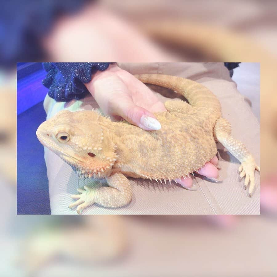 いーちゃんさんのインスタグラム写真 - (いーちゃんInstagram)「. 爬虫類カフェ🦎♥ 動物好きだから犬もお家で 飼ってるんだけど爬虫類も めっちゃ可愛かった〜👼💕 フトアゴヒゲトカゲとイグアナ🦎 . #爬虫類 #reptiles #フトアゴヒゲトカゲ #イグアナ #爬虫類カフェ #サロンモデル #salonmodel #サロンモデル名古屋 #名古屋サロンモデル #ポートレート #撮影 #撮影モデル #愛知 #awesome #kawaii #japanesegirl #instagood  #picoftheday #l4l #いいね返し #cute #portrait  #instalike #sexy #photo #攝影 #爬虫類好きの人と繋がりたい」3月23日 19時59分 - echan_10