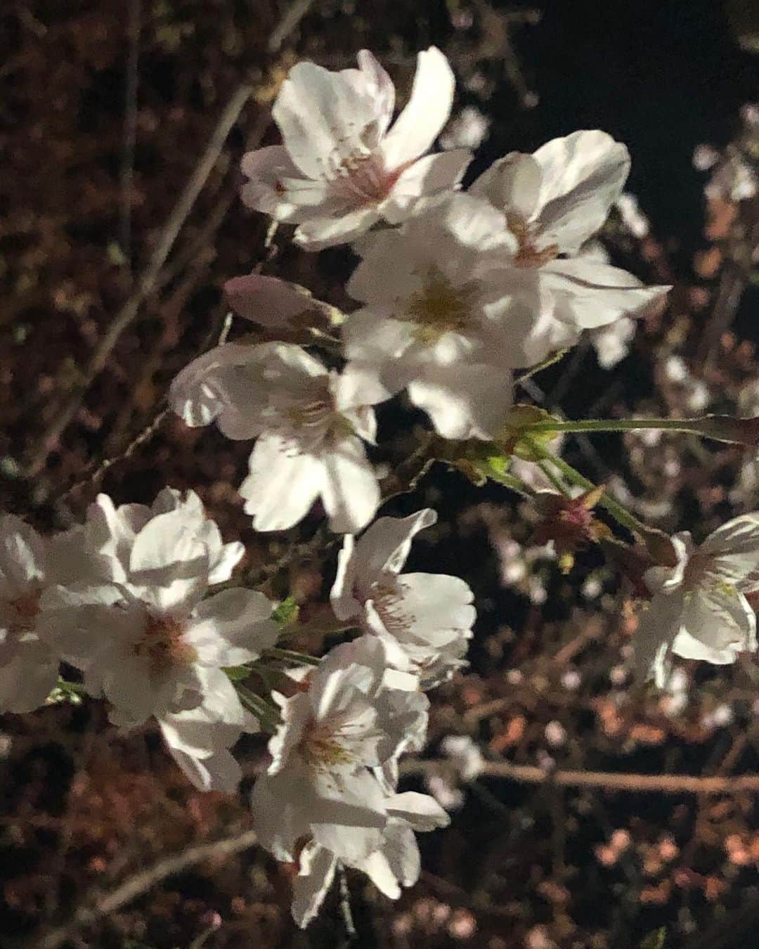 高橋ひとみさんのインスタグラム写真 - (高橋ひとみInstagram)「今日の東京は昨日までの陽気から一転、肌寒い一日でした。 近所の🌸の名所は8分咲きくらいで、夜桜がきれいです🎵 #goldenretriever  #ilovegolden_retrievers  #goldenretrieversofinstagram l #ゴールデンレトリバー #ゴールデンレトリバーのいる生活  #goldenretrieversworld  #goldenretrieverworld」3月23日 20時06分 - hitomi_momoe