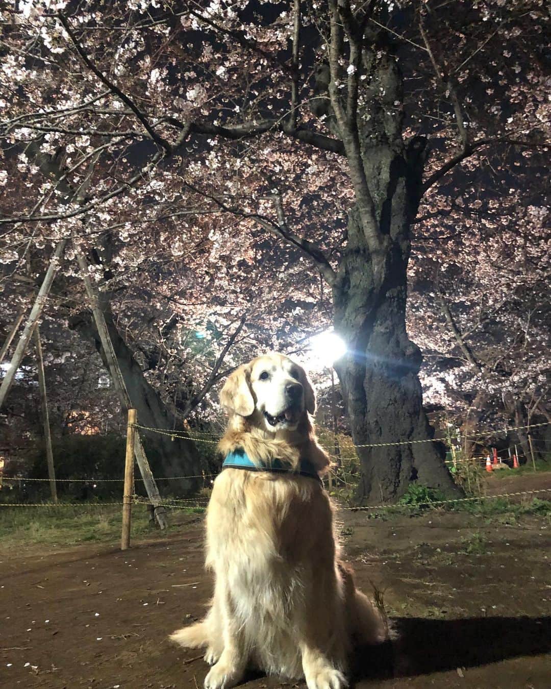 高橋ひとみさんのインスタグラム写真 - (高橋ひとみInstagram)「今日の東京は昨日までの陽気から一転、肌寒い一日でした。 近所の🌸の名所は8分咲きくらいで、夜桜がきれいです🎵 #goldenretriever  #ilovegolden_retrievers  #goldenretrieversofinstagram l #ゴールデンレトリバー #ゴールデンレトリバーのいる生活  #goldenretrieversworld  #goldenretrieverworld」3月23日 20時06分 - hitomi_momoe