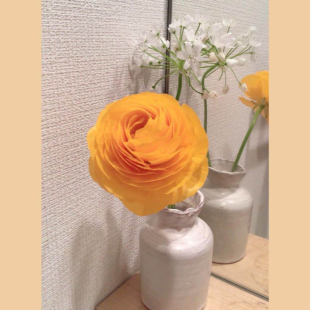 宮崎文子のインスタグラム：「🍀life🍀  今週のお花。 桜がだいぶほころんできましたね。 桜にしようかとも思ったのですがラナンキュラスをselect。  ラナンキュラスは一枚一枚が折り重なっている花びらが好きでよく買うのですが、オレンジのもは珍しいとのこと👀  ちょうど、徳島を卒業するときに後輩たちと 作りにいった大谷焼の花瓶を使ってるのですがあれから、もう2年も経つんだなとしみじみ。  #はなのあるくらし  #花 #白い方のお花 #アリウムコワニー #徳島 #大谷焼 #自作 #秘密主義」