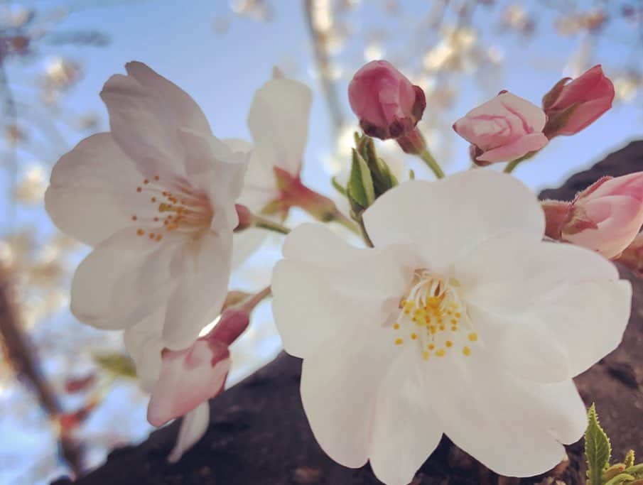 廣瀬智紀さんのインスタグラム写真 - (廣瀬智紀Instagram)「#廣瀬智紀 #春ですね #こんにちは #めるも」3月23日 20時31分 - hirose_tomoki.0214