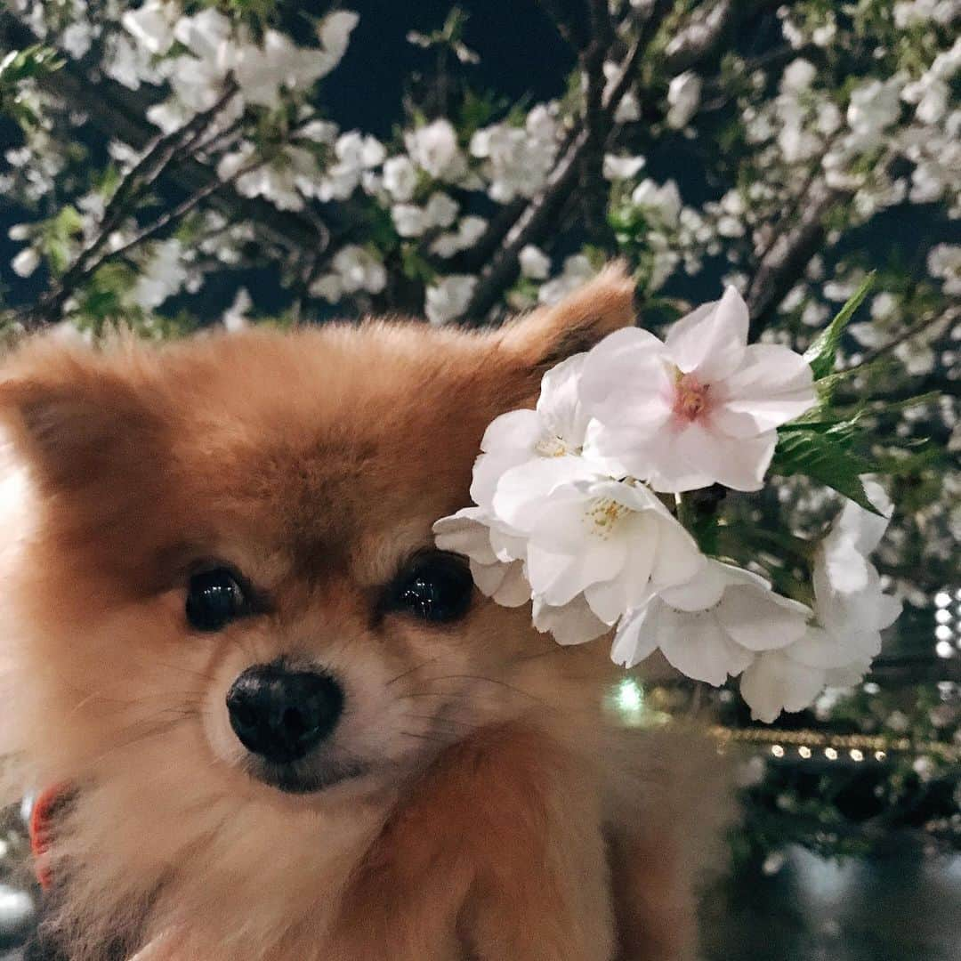 大湯みほさんのインスタグラム写真 - (大湯みほInstagram)「……… 今年も、大好きなこの子🐶と夜桜🌸✨✨ ・ そして飼い主さんからは、私が好きそうな🎁おいせさんsprayやリップ😌✨わぁ💓 ・ はやく平和で穏やかな毎日が…訪れますよ〜に✨✨🌠🙏✨ ・ 今年はあと何回、お花見🌸できるかなぁ〜＾＾歩きながらのお花見になるかと思いますが、2020年のサクラ✨🌸しっかりと目に焼き付けておきたいです❣️ ・ #dog #cherryblossom #sakura #桜 #花見 #日本　#japanese #traditional #food #nukazuke #ぬか漬け #ぬか漬けマイスター #大湯みほ」3月23日 20時43分 - nukazukemiho0320