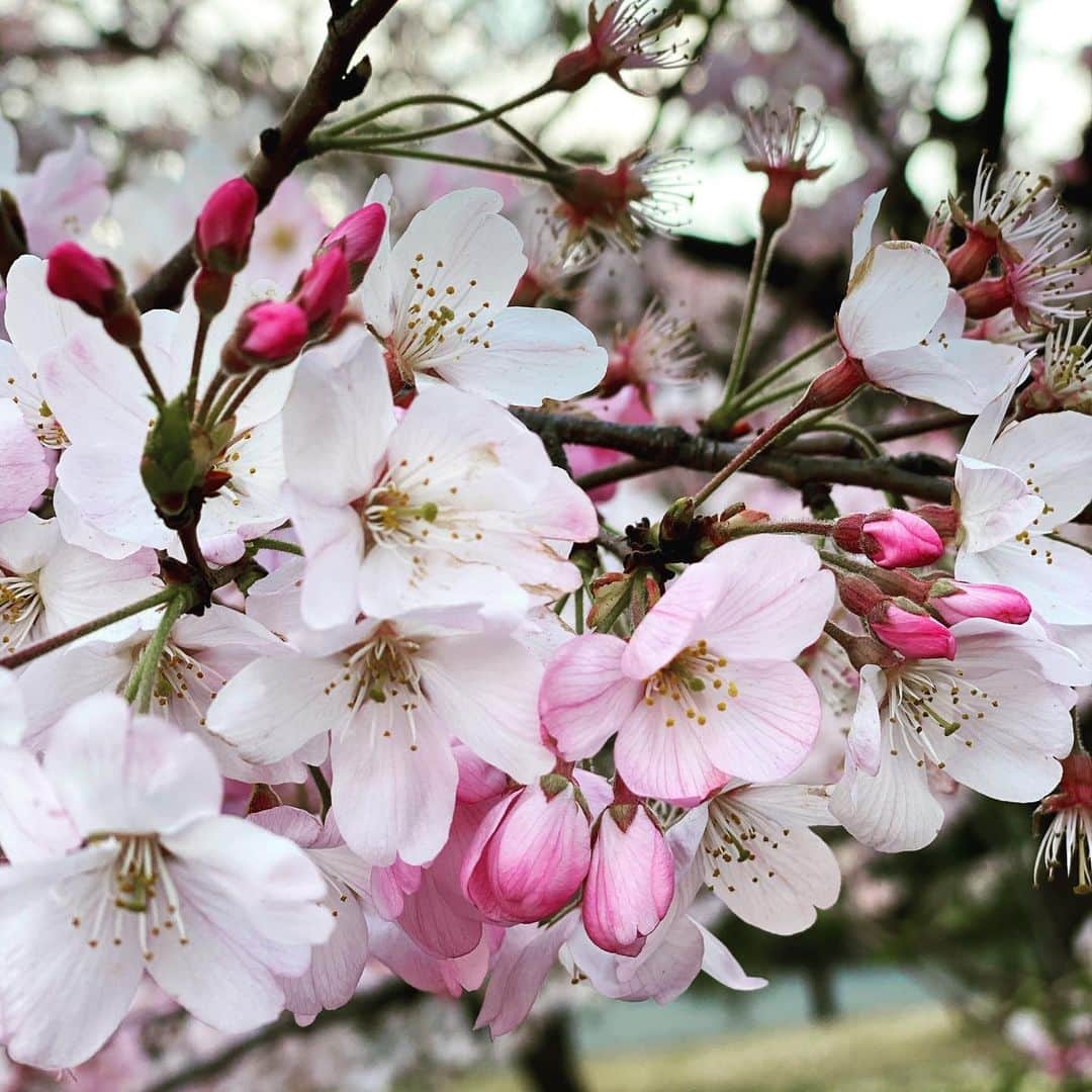 安蘭けいさんのインスタグラム写真 - (安蘭けいInstagram)「やっぱりいいよね、桜って🌸 どうか1日でも長く咲いていてね🌸 #桜 #今日はちょっと寒かったけど #春だね #サンセット大通り #東京国際フォーラムホールc  #明日も頑張ろ」3月23日 20時44分 - toko_aran