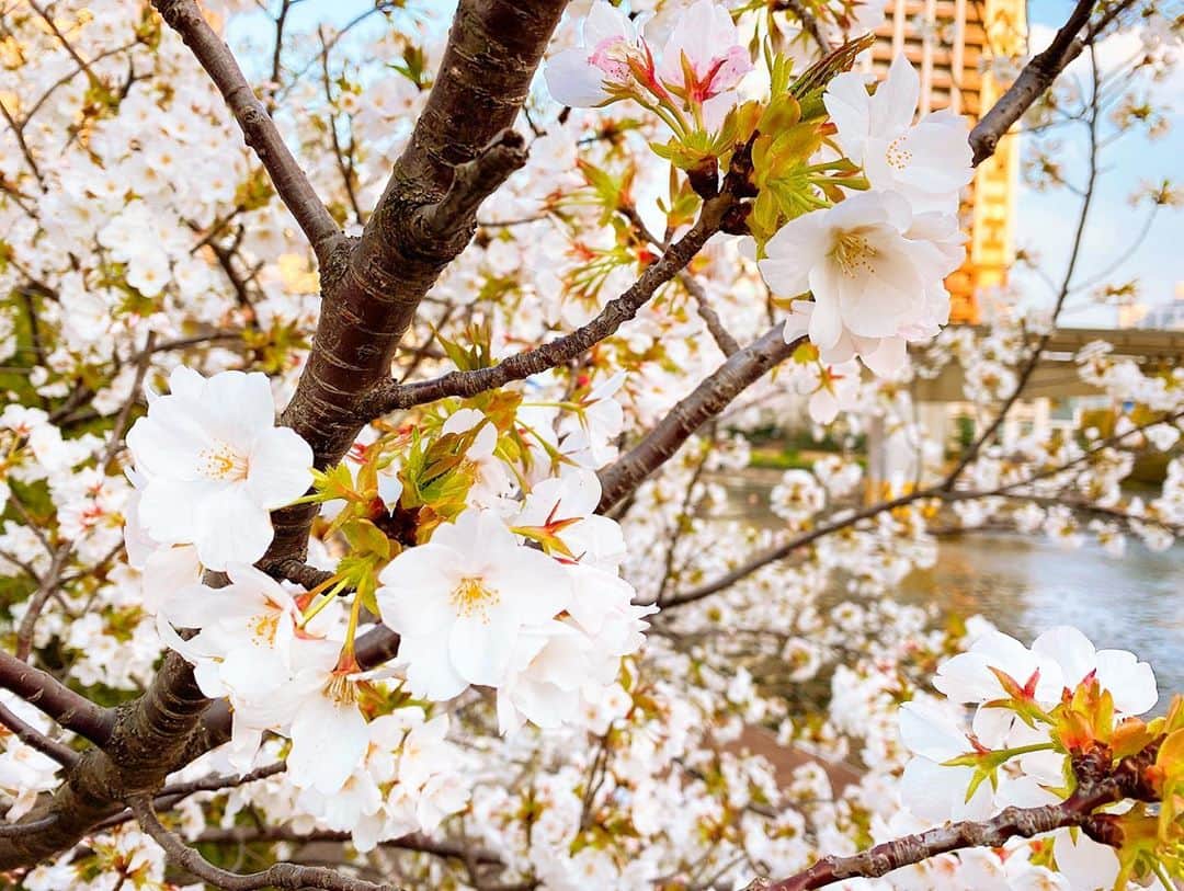 伊瀬茉莉也さんのインスタグラム写真 - (伊瀬茉莉也Instagram)「🍒 * 東京も本格的に咲いてきました😊🌸 #桜 #cherryblossom  #東京 #tokyo」3月23日 20時37分 - mariya_ise