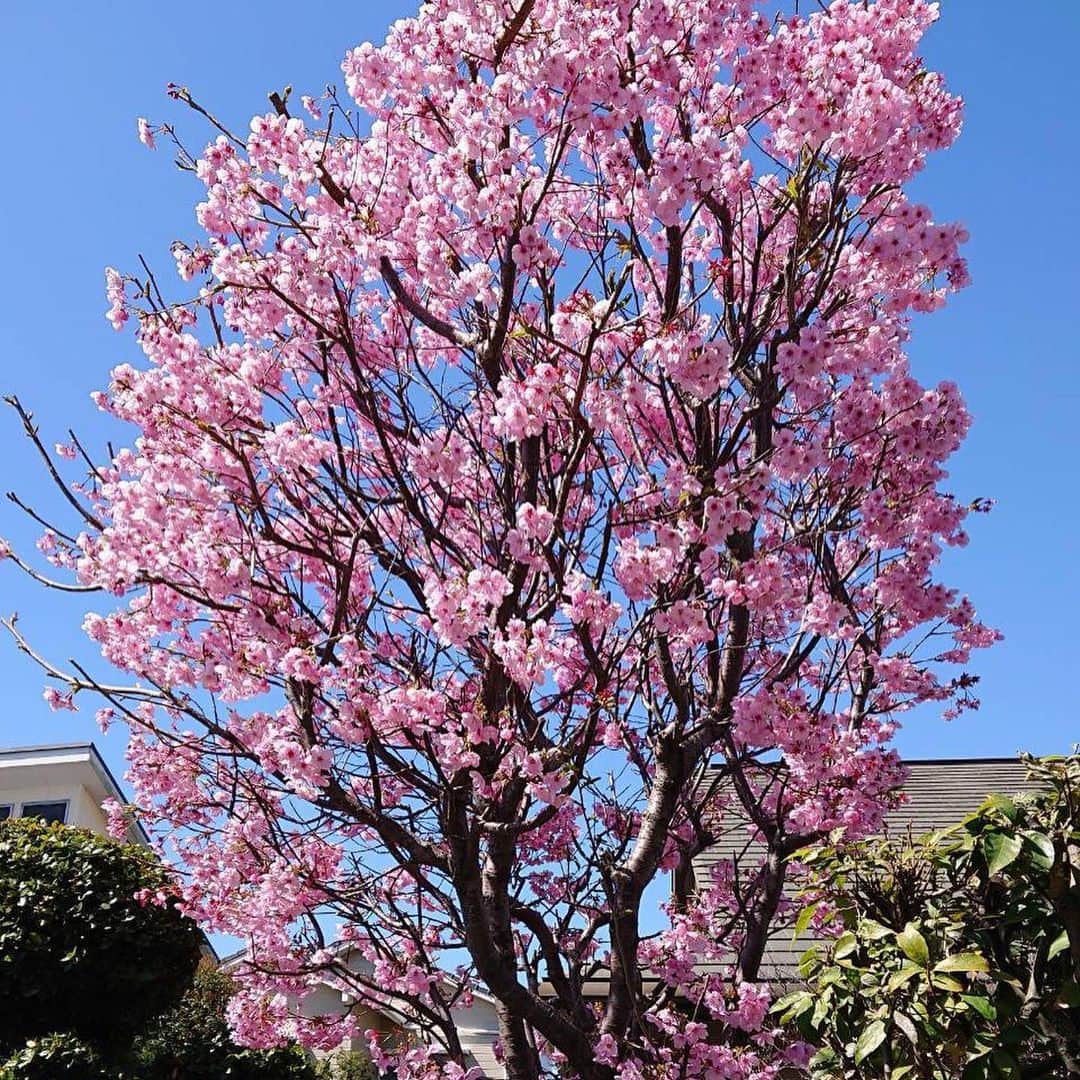 安井友梨さんのインスタグラム写真 - (安井友梨Instagram)「今日のブログは【一年かけて進むおばあちゃん桜🌸🌸👵】 私が20歳の成人のお誕生日に、 祖母が、記念に植えてくれた この桜🌸このあたりでは、 どこより早く満開になります。  庭の桜を見ると、春の訪れを感じます。  わずか一瞬のため、、 必死にその時まで、、、 自分を磨いて、力を蓄える。  1日一歩、 365日365歩。  華やかさの裏にある、 我慢の時期を乗り越えながら確実に踏みしめて、、 @favo_link  #おはぎ  #桜 #ビキニフィットネス  #ダイエット #1日一歩」3月23日 20時45分 - yuri.yasui.98